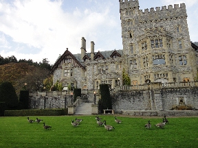 Canadian geese flock at the back of Hatley Castle